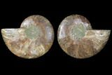 Sliced Ammonite Fossil - Agatized #125032-1